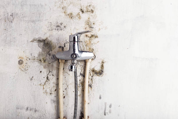 Best Commercial Mold Removal  in Muncie, IN