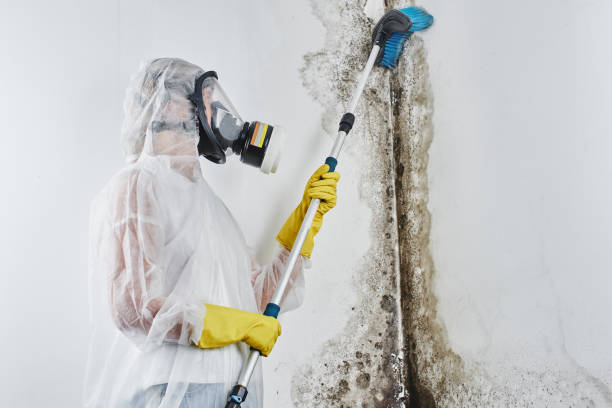 Mold Testing and Removal in Muncie, IN
