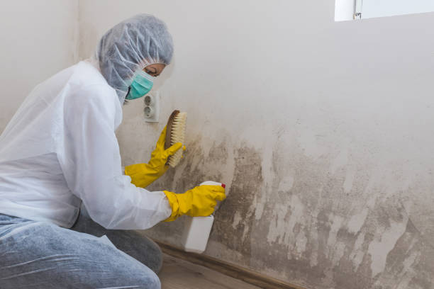 Best Mold Damage Repair  in Muncie, IN