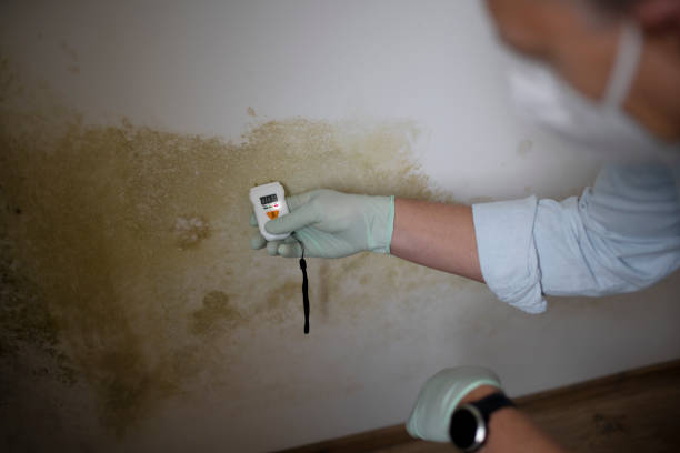 Best Attic Mold Removal  in Muncie, IN
