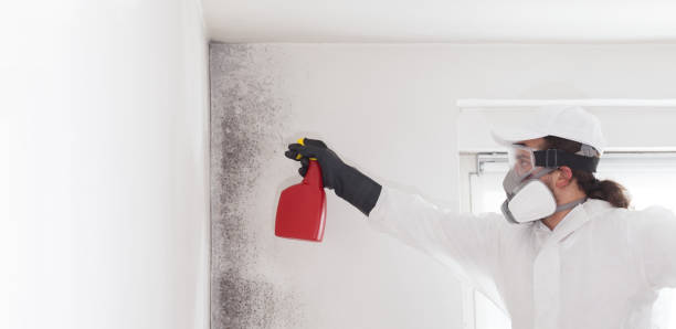 Best Emergency Mold Removal  in Muncie, IN