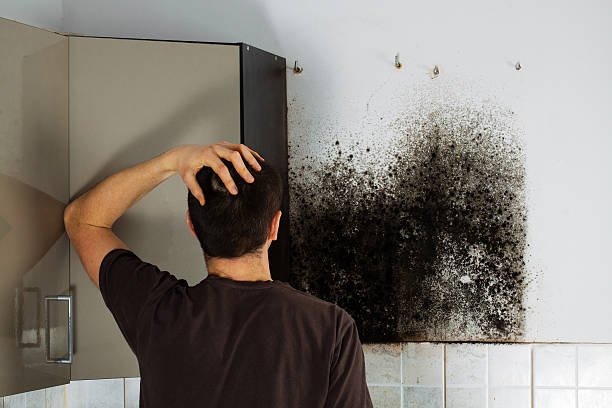 Best Residential Mold Removal  in Muncie, IN