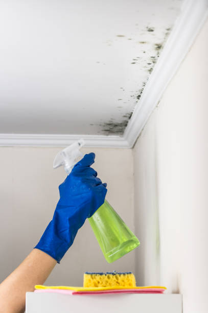 Best Mold Inspection  in Muncie, IN